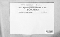 Cylindrosporium clematidis image